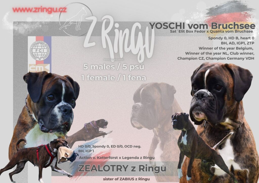 Z Ringu (7)